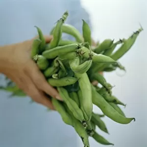 Images Dated 10th June 2003: Green beans