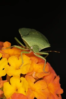 Green stink bug Green stink bug