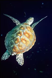 Images Dated 21st September 2004: Green turtle