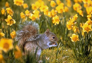Grey squirrel amongst daffodils eating a nut Grey squirrel amongst daffodils eating a nut