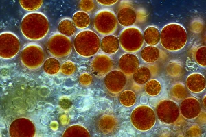 Framed Print : Haematococcus algae Print, 10cm wide Framed Print : Haematococcus algae Print, 10cm wide