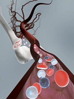Stem Cell Gallery: Haematopoietic stem cells, artwork