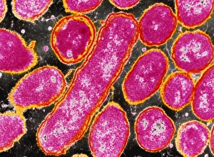Images Dated 15th November 1995: Haemophilus influenzae bacteria