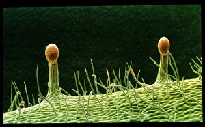 Hairs on sepal in rose flower Hairs on sepal in rose flower