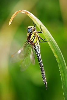 Hairy hawker dragonfly Hairy hawker dragonfly