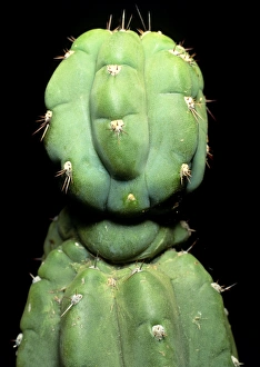 Hallucinogenic San Pedro cactus, Ecuador Hallucinogenic San Pedro cactus, Ecuador