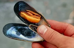 Hand holding an opened blue mussel, Mytilus edulis