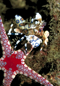 Images Dated 21st November 2002: Harlequin shrimp