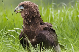 Harris hawk Harris hawk