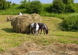 Harvesting hay, Romania