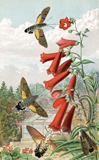 Hawkmoths, historical art Hawkmoths, historical art