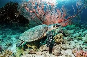 Marine Life Collection: Hawksbill turtle