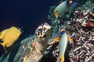 Hawksbill turtle feeding Hawksbill turtle feeding