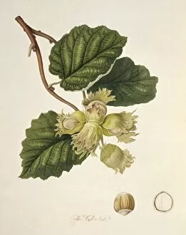 Royal Horticultural Society Gallery: Hazelnut (1818) C016 / 5473