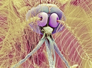 Head of mosquito Head of mosquito