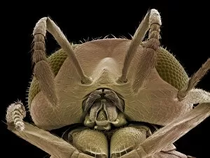 Biological Control Collection: Head of a parasitic wasp, SEM