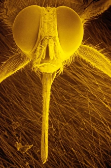 Images Dated 16th May 2003: Head of Tsetse fly