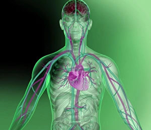 Heart and brain vascular system, artwork Heart and brain vascular system, artwork