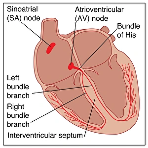 Impulses Gallery: Heart conduction system, artwork