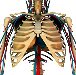 Heart-lung system Print