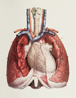 Images Dated 14th August 2009: Heart and lungs