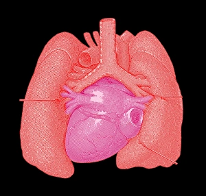 Heart and lungs Heart and lungs