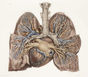 Heart and lungs, historical illustration Heart and lungs, historical illustration