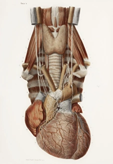 Heart and neck, historical illustration Heart and neck, historical illustration