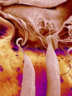 Heart Valve and Strings Print, SEM