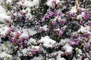 Images Dated 16th November 2009: Heather flowers covered in snow