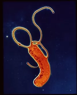Images Dated 25th January 1991: Helicobacter pylori bacteria