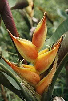 Images Dated 26th February 2004: Heliconia flower
