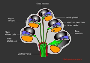 Impulses Gallery: Helicotrema cochlear structure, diagram