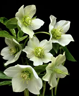 Blossoms Gallery: Hellebore flowers