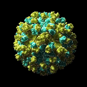 Hepatitis E virus particle, artwork F007/7963 Hepatitis E virus particle, artwork F007/7963