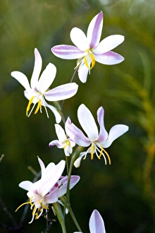 Cederberg Mountains Gallery: Hesperantha bachmanii flowers