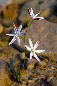 Cederberg Mountains Gallery: Hesperantha cucullata flowers