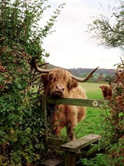 Danger Collection: Highland cow