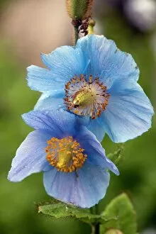 Images Dated 3rd October 2008: Himalayan poppy (Meconopsis grandis)