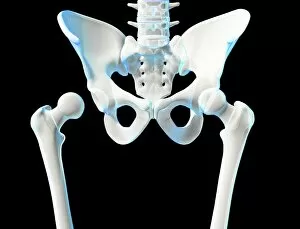 Spinal Gallery: Hip joint bones and anatomy, artwork C014 / 2032