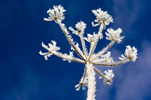 Hogweed (Heracleum sphondylium) in frost Hogweed (Heracleum sphondylium) in frost