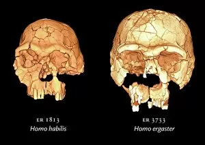 Hominid Gallery: Hominid skulls, 3D computer images