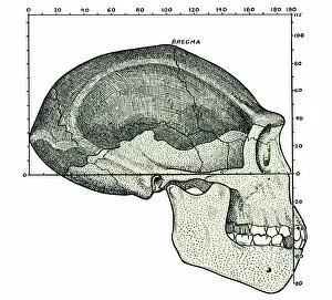 Hominid Gallery: Homo erectus skull