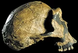 Homo ergaster skull (KNM-ER 3733) C015 / 6927