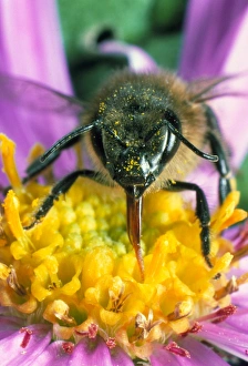 Honey bee on a Michaelmas daisy Honey bee on a Michaelmas daisy