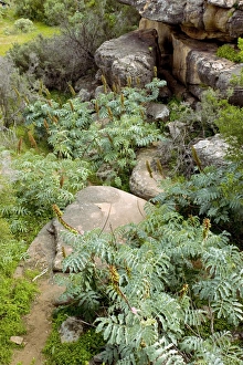 Cederberg Mountains Gallery: Honey bush (Melianthus major)