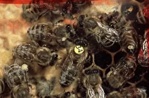 Animal Experiment Gallery: Honeybee research