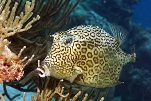 Images Dated 8th May 2006: Honeycomb cowfish