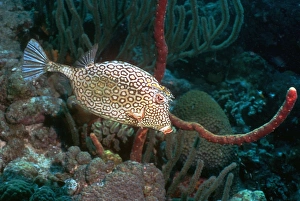 Honeycomb cowfish Honeycomb cowfish
