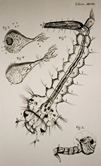 Images Dated 12th February 1986: Hookes drawing of a water insect or gnat